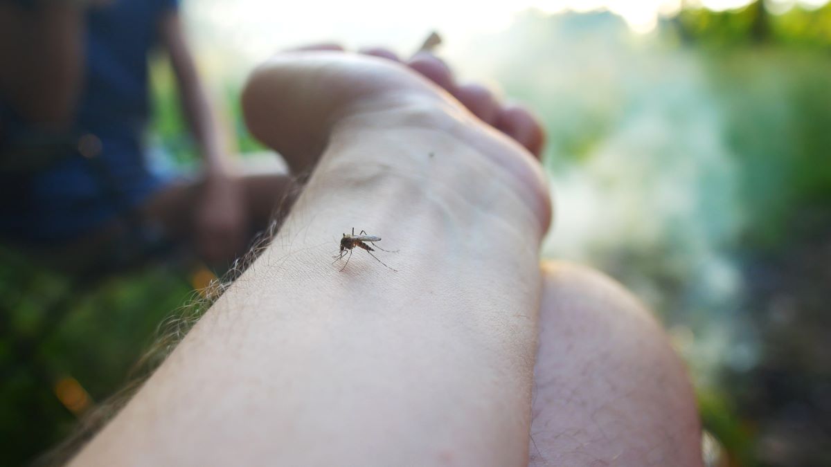 Insektenstiche im Hohenlohekreis — Erste Hilfe, Vorsicht und