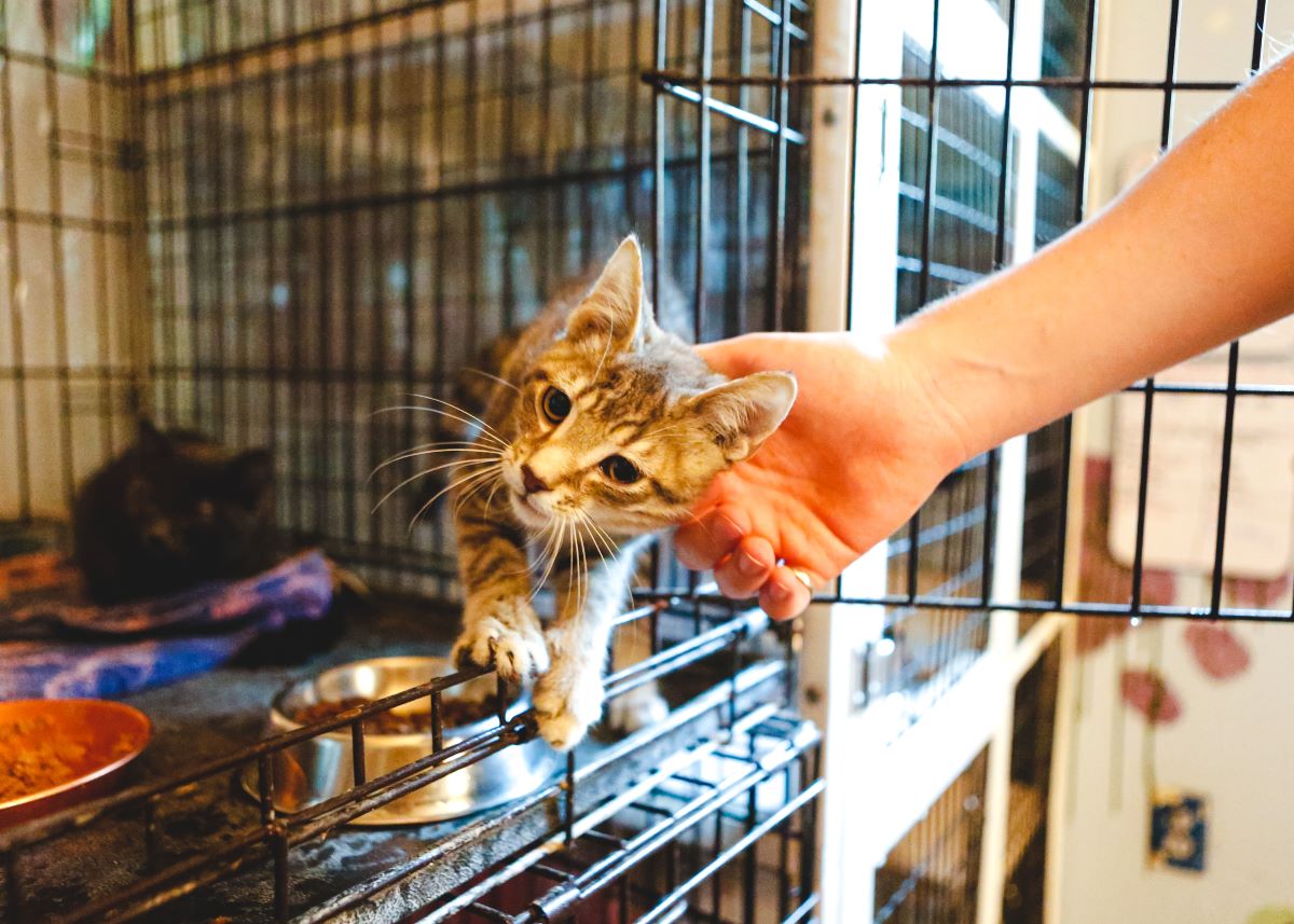 Katze mikrochippen im Hohenlohekreis — Sicherheit für Ihr Haustier