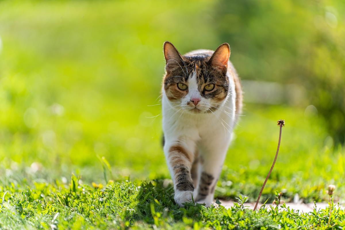 Katze freilaufend im Hohenlohekreis — Deine Rechte und Pflic