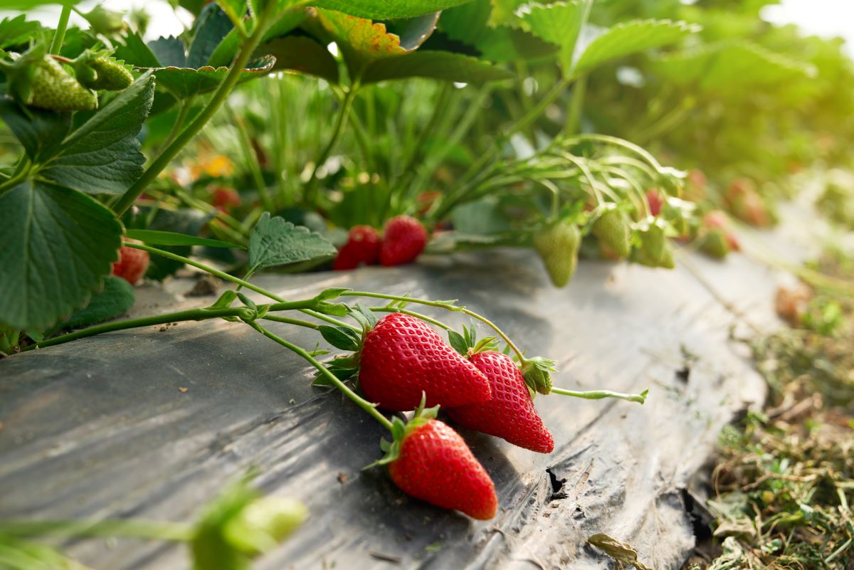 Selbsterntefelder im Hohenlohekreis — Frisches Obst und Gemü