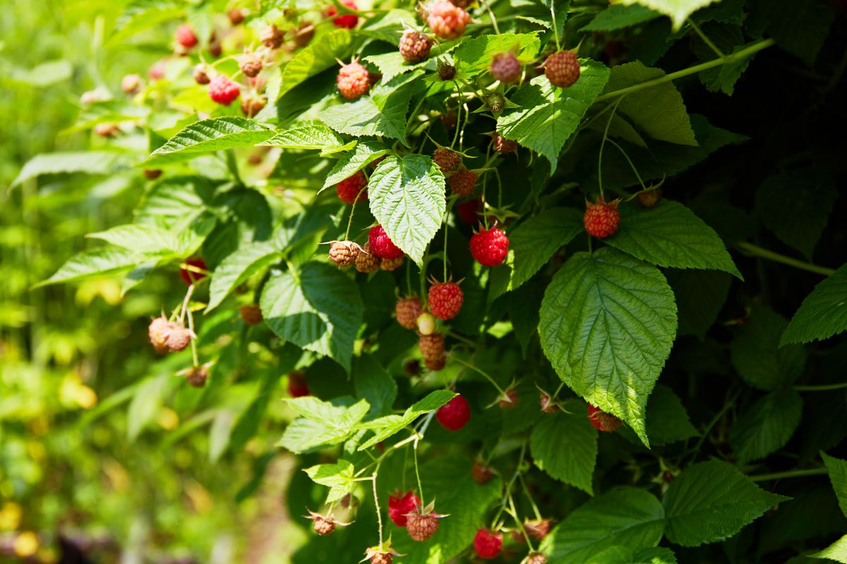 Streuobstwiese mit Hecke einfrieden im Hohenlohekreis — was 