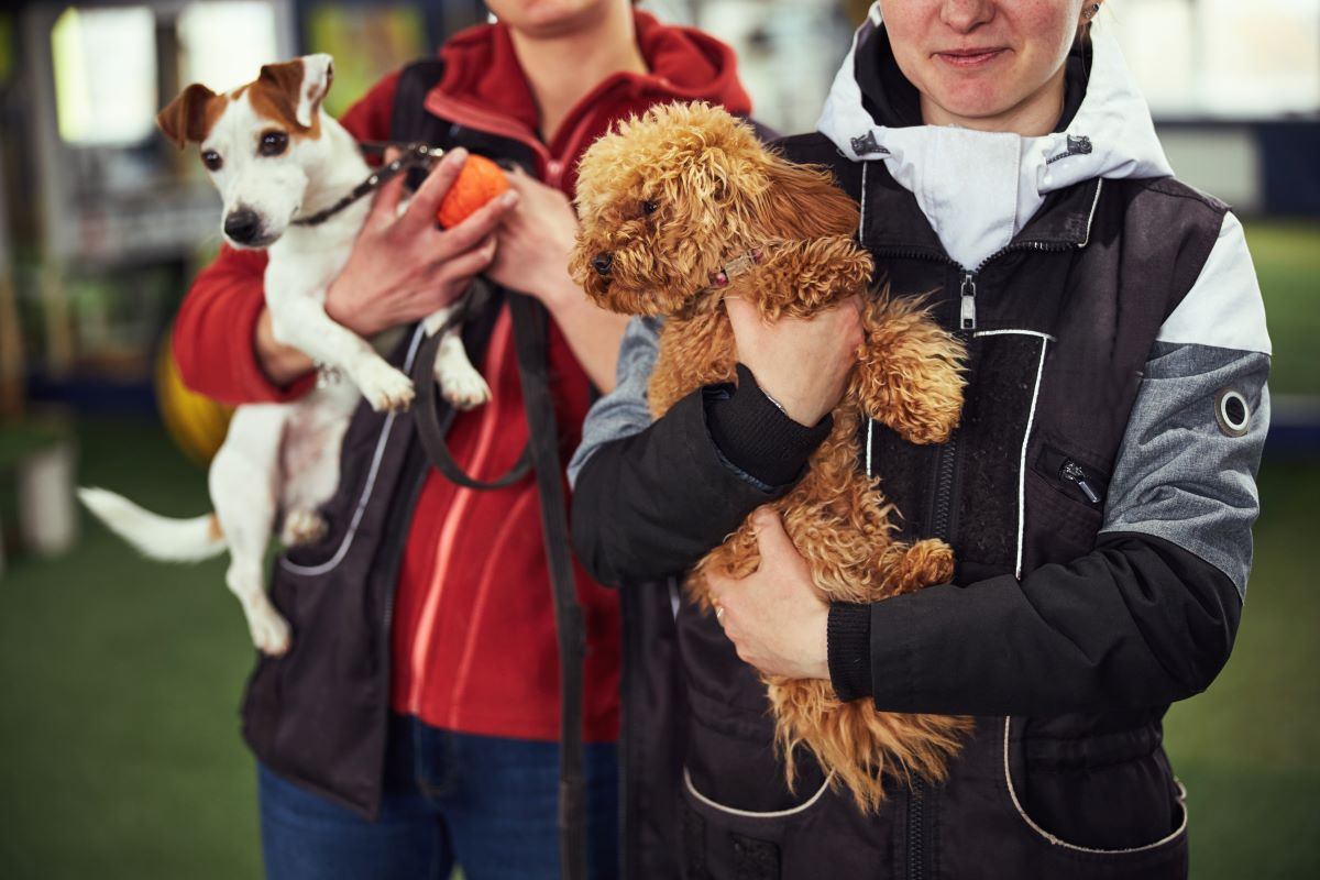 Tier adoptieren im Hohenlohekreis – Tierheim statt Züchter